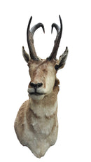 American Antelope Taxidermy Beige / Tan Other Collectible
