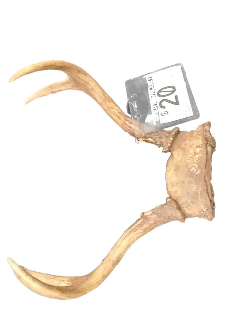 Antlers Brown Other Collectible