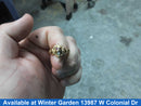 Women's Ring - Yellow Gold 10k (.417) 5.9 grams Size 10.5