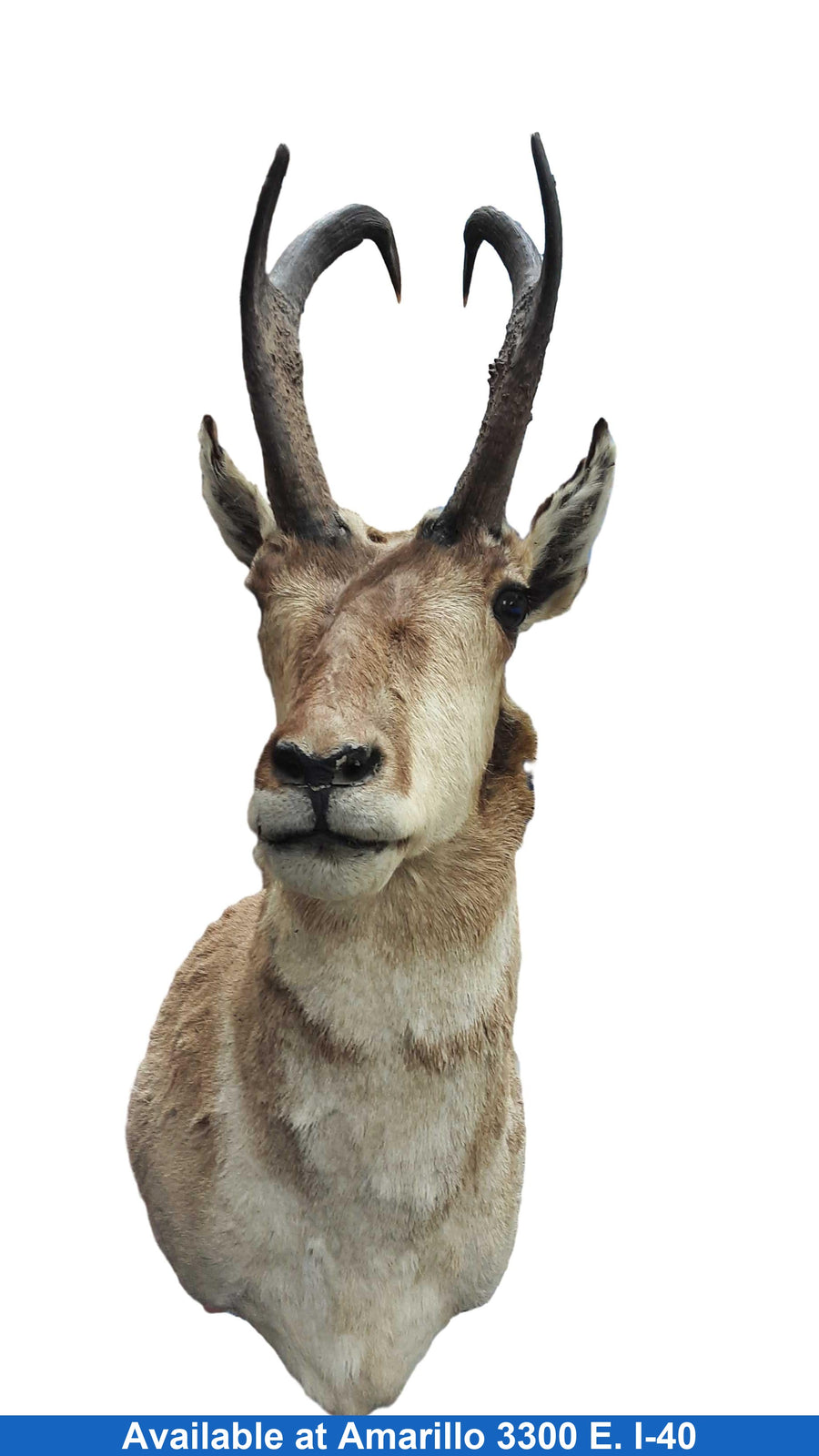 American Antelope Taxidermy Beige / Tan Other Collectible