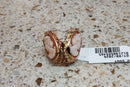 Earrings - Yellow Gold 14k (.585) 4.7 grams