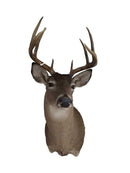 Deer 502p Beige / Tan