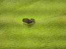 Women's Ring - Anniversary - White Gold 10k (.417) 2.8 grams Size 6.5